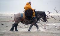 informatie paardenvissers oostduinkerke