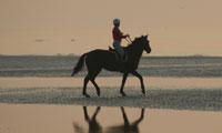 paardrijden aan zee organisatie paardrijvakantie