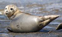 zeehonden; strand, koksijde, st idesbaldus