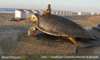 schildpad, jan ,fabre, zeedijk, nieuwpoort