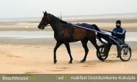 sulki, strandrit