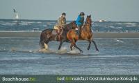 vakantie met paarden aan zee