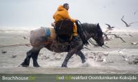 paardenvisser noordzee belgie