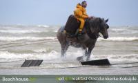 garnaalvisser te paard 