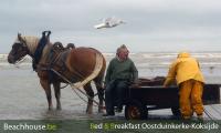 garnaalvissers met paarden noordzee