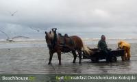 vissen op garnalen met paarden noordzee