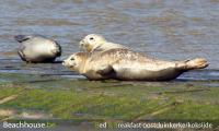zeehond, golfbreker, st idesbald