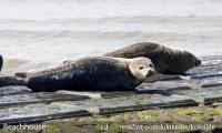 2, zeehonden, aan, zee