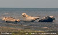 zeehonden