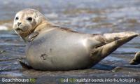 zeehondje