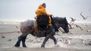 garnaalvissers te paard aan zee in oostduinkerke