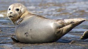 zeehond, noordzee, st idesbald