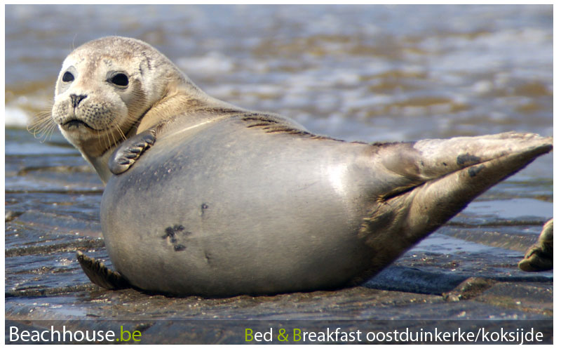 zeehond noordzee belgie op de golfbrekere aan ster der zee in stidesbald kosijde